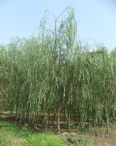 Babylon Weeping Willow